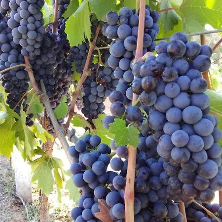 Tenuta L'uliveto Διαμέρισμα Maruggio