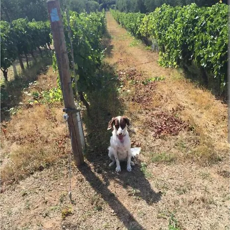 Tenuta L'uliveto